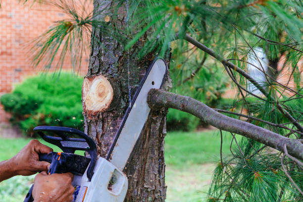 Best Tree Trimming and Pruning  in Amite City, LA